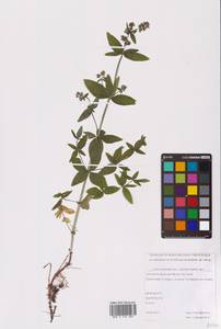 Galium boreale L., Eastern Europe, Northern region (E1) (Russia)