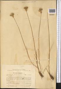 Allium inconspicuum Vved., Middle Asia, Syr-Darian deserts & Kyzylkum (M7) (Kazakhstan)