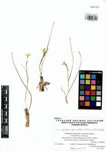 Gagea pauciflora (Turcz. ex Trautv.) Ledeb., Siberia, Baikal & Transbaikal region (S4) (Russia)
