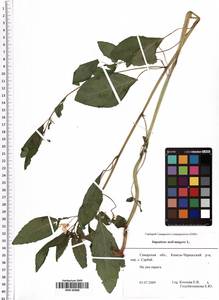 Impatiens noli-tangere L., Eastern Europe, Middle Volga region (E8) (Russia)