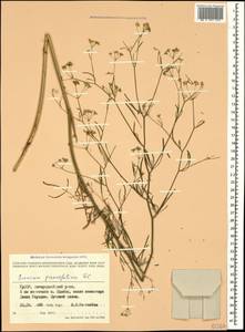 Bunium paucifolium DC., Caucasus, Georgia (K4) (Georgia)