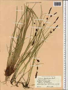 Carex stenolepis Less., Eastern Europe, Northern region (E1) (Russia)