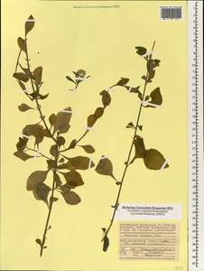 Cyanthillium cinereum (L.) H. Rob., Africa (AFR) (Seychelles)