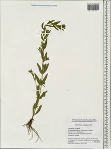 Epilobium tetragonum L., Eastern Europe, Central region (E4) (Russia)