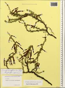 Caragana grandiflora (M.Bieb.)DC., Caucasus, North Ossetia, Ingushetia & Chechnya (K1c) (Russia)