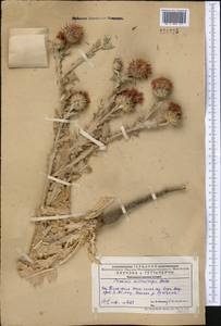 Cousinia microcarpa Boiss., Middle Asia, Western Tian Shan & Karatau (M3) (Kazakhstan)