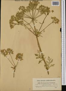 Pleurospermum austriacum (L.) Hoffm., Western Europe (EUR) (Austria)