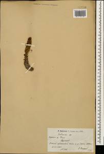 Orobanche, Caucasus, Armenia (K5) (Armenia)