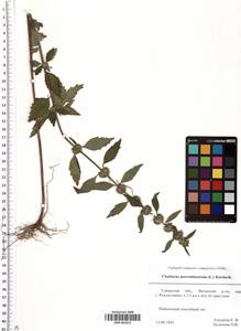 SMR001813, Chaiturus marrubiastrum (L.) Ehrh. ex Rchb., Eastern Europe, Middle Volga region (E8) (Russia)