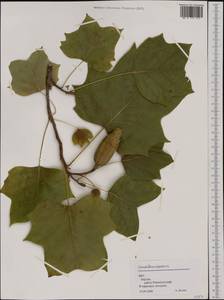 Liriodendron tulipifera L., Western Europe (EUR) (Germany)