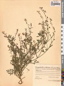 Corydalis sibirica (L.fil.) Pers., Siberia, Chukotka & Kamchatka (S7) (Russia)