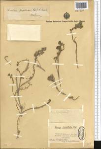 Solms-laubachia flabellata (Regel) J.P. Yue, Al-Shehbaz & H. Sun, Middle Asia, Northern & Central Tian Shan (M4) (Kyrgyzstan)