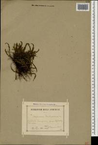 Asplenium trichomanes L., Caucasus, Armenia (K5) (Armenia)