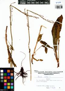 Rumex acetosa L., Siberia, Baikal & Transbaikal region (S4) (Russia)