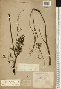 Silaum silaus (L.) Schinz & Thell., Eastern Europe, Central forest-and-steppe region (E6) (Russia)