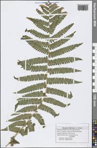 Dryopteris filix-mas (L.) Schott, Eastern Europe, Middle Volga region (E8) (Russia)