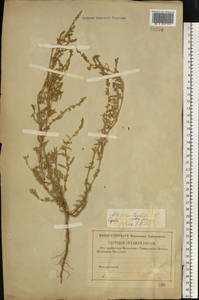Atriplex tatarica L., Eastern Europe, Lower Volga region (E9) (Russia)