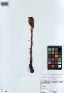 Orobanche reticulata subsp. pallidiflora (Wimm. & Grab.) Hayek, Siberia, Altai & Sayany Mountains (S2) (Russia)