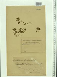 Lythrum portula (L.) D. A. Webb, Eastern Europe, Western region (E3) (Russia)