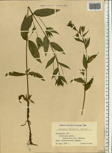 Epilobium ciliatum subsp. ciliatum, Eastern Europe, Latvia (E2b) (Latvia)