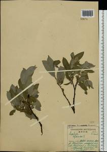 Salix glauca L., Eastern Europe, Northern region (E1) (Russia)