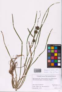 Sparganium emersum Rehmann, Eastern Europe, Central forest region (E5) (Russia)