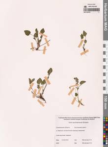 Viola sacchalinensis H.Boissieu, Siberia, Russian Far East (S6) (Russia)