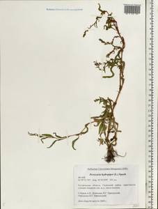 Persicaria hydropiper (L.) Spach, Eastern Europe, Central forest region (E5) (Russia)