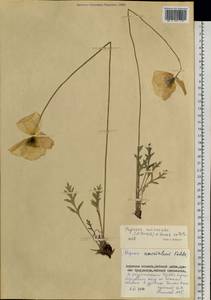 Papaver croceum subsp. chinense (Regel) Rändel, Siberia, Russian Far East (S6) (Russia)