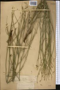Chondrilla brevirostris Fisch. & C. A. Mey., Middle Asia, Muyunkumy, Balkhash & Betpak-Dala (M9) (Kazakhstan)