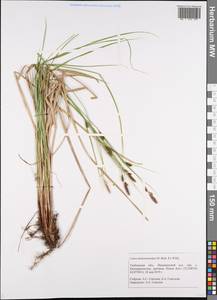Carex melanostachya M.Bieb. ex Willd., Eastern Europe, Central forest-and-steppe region (E6) (Russia)