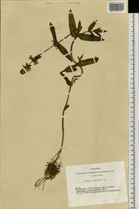 Stachys palustris L., Siberia, Altai & Sayany Mountains (S2) (Russia)