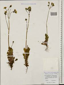 Crepis sancta subsp. sancta, Caucasus, Krasnodar Krai & Adygea (K1a) (Russia)