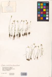 Gagea bulbifera (Pall.) Salisb., Eastern Europe, Lower Volga region (E9) (Russia)