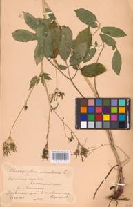 Chaerophyllum aromaticum L., Eastern Europe, Belarus (E3a) (Belarus)
