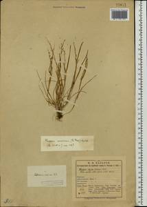 Phippsia concinna (Th.Fr.) Lindeb., Eastern Europe, Northern region (E1) (Russia)