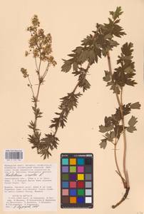 Thalictrum simplex L., Eastern Europe, Lower Volga region (E9) (Russia)