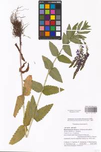MHA 0 161 058, Veronica teucrium L., Eastern Europe, Central forest-and-steppe region (E6) (Russia)