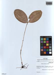 Neottia ovata (L.) Bluff & Fingerh., Siberia, Altai & Sayany Mountains (S2) (Russia)