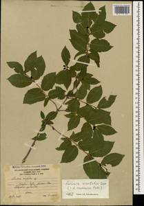 Lonicera caucasica subsp. orientalis (Lam.) D. F. Chamb. & Long, Caucasus, South Ossetia (K4b) (South Ossetia)