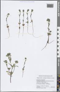 Buglossoides rochelii (Friv.) Stoyanov, Mátis & Sennikov, Eastern Europe, Lower Volga region (E9) (Russia)