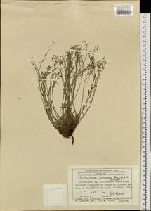 Eritrichium jenisseense Turcz. ex A. DC., Siberia, Altai & Sayany Mountains (S2) (Russia)