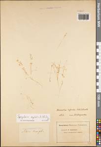 Spergularia segetalis (L.) G. Don, Eastern Europe, Lower Volga region (E9) (Russia)