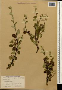 Cotoneaster suavis Pojark., Caucasus, Armenia (K5) (Armenia)