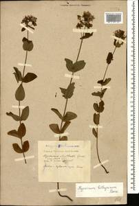 Hypericum bithynicum Boiss., Caucasus, Krasnodar Krai & Adygea (K1a) (Russia)