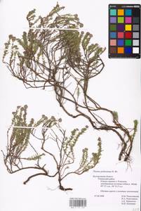 MHA 0 157 378, Thymus pallasianus Heinr.Braun, Eastern Europe, Central forest-and-steppe region (E6) (Russia)