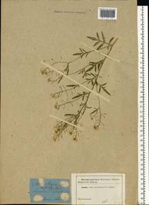 Rorippa sylvestris (L.) Besser, Eastern Europe, Belarus (E3a) (Belarus)