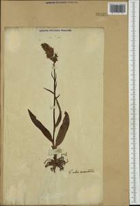 Dactylorhiza maculata (L.) Soó, Western Europe (EUR) (Not classified)