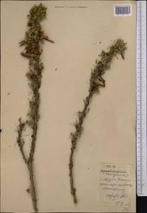 Caragana pleiophylla (Regel)Pojark., Middle Asia, Western Tian Shan & Karatau (M3)
