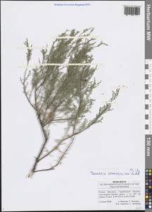 Tamarix ramosissima Ledeb., Eastern Europe, Lower Volga region (E9) (Russia)